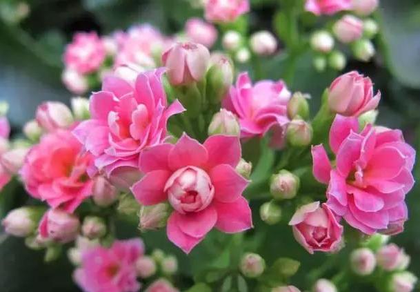 30种常见花卉养护知识大全，学会养花不求人！