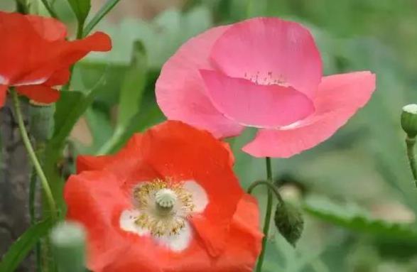 30种常见花卉养护知识大全，学会养花不求人！