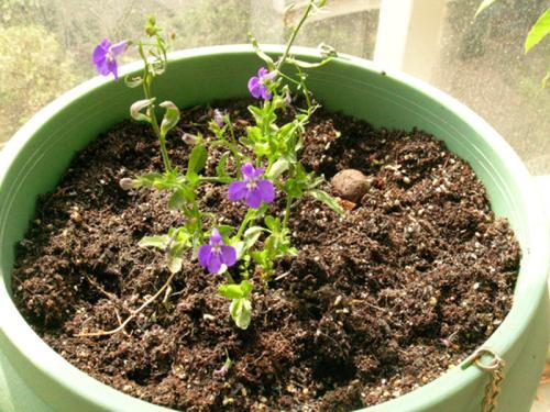 植物养的好不好,土是关键!最全的土壤知识(精编收藏版 )