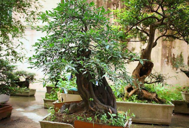 养花有哪些"误区"?新手掌握5点专业知识,花草易长爆盆