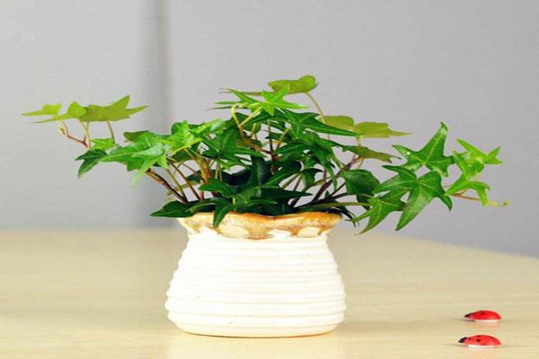 家庭花卉风水布局:你家的花卉摆对地方了吗?
