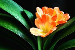 家庭花卉风水布局:你家的花卉摆对地方了吗?