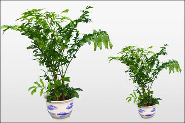 家庭花卉风水布局:你家的花卉摆对地方了吗?