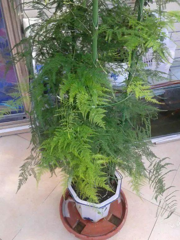 这6种花卉,不能乱摆,有的“镇宅”,有的“招灾”,别忽视!
