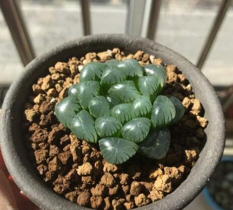 4种多肉植物,好养好看,夏天不用管,一棵养爆盆,成漂亮老桩
