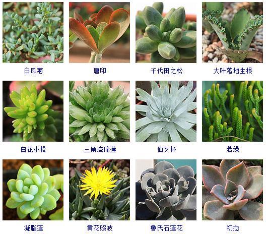 多肉植物大全！这里有200种多肉等你来养！