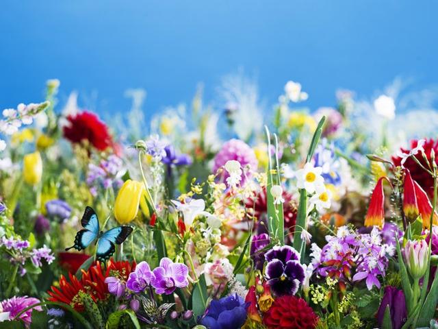 浓烈而奔放，摄影师蜷川实花的花言花语