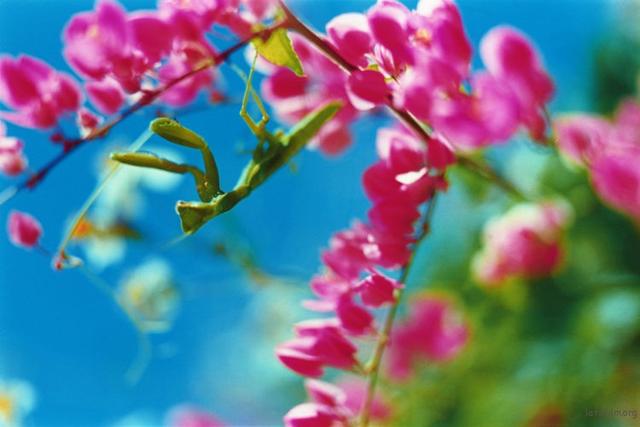 浓烈而奔放，摄影师蜷川实花的花言花语