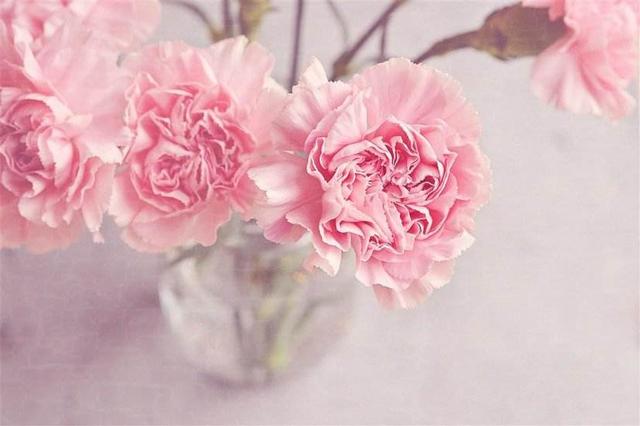 康乃馨的花语,你知道母亲节送康乃馨的含义吗?