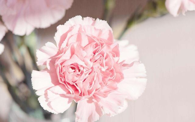 康乃馨的花语，你知道母亲节送康乃馨的含义吗？