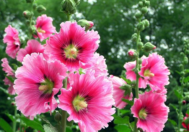 农家院种植这几样花草,花期长还易管理!
