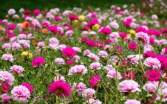 农家院种植这几样花草,花期长还易管理!
