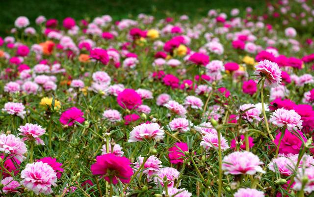 农家院种植这几样花草，花期长还易管理！