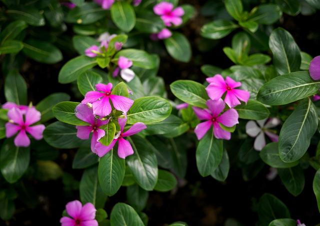 农家院种植这几样花草，花期长还易管理！