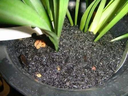 花草种植不用麻烦,教你几招,再遇到这些问题就不怕不怕了!