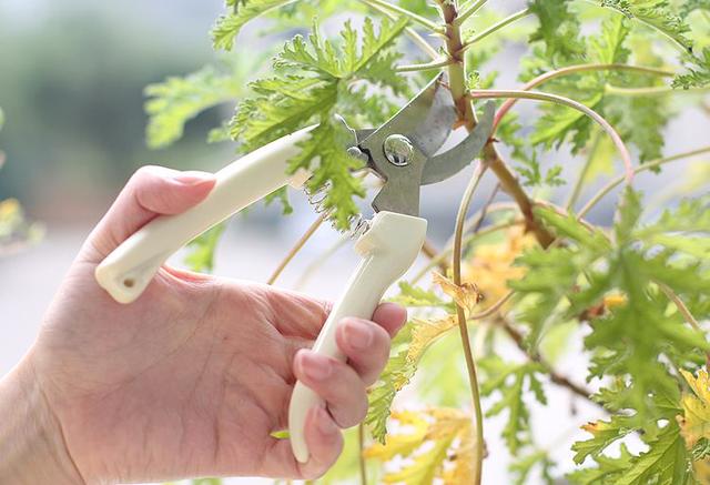 花草种植不用麻烦,教你几招,再遇到这些问题就不怕不怕了!