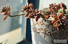 这些花简直太好养了,沾土就活~