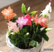 这5种花,养一盆在屋里,真的太香了!