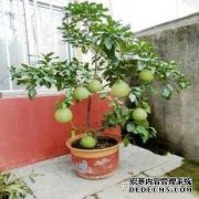 养花新手千万不要养这6种植物，养一盆死一盆！