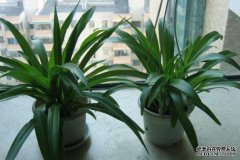 家里没有植物就养这5种植物吧!