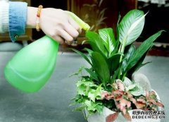冬天养花，这些地方不能放，不然花花死的很惨