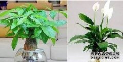 新手水培从这3种植物学起~