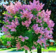 8月份,赶快出门赏这6种花~