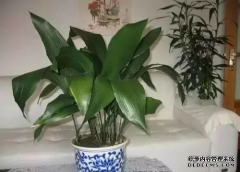 卫生间就该养这5种植物,耐阴还去异味