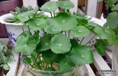 寒冷冬季养盆它,没阳光照样绿油油