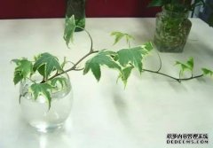 这5种水培植物最适合室内种植