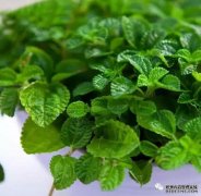 这6种花最能净化空气,快养一盆吧~