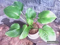 最常见50种植物养护秘诀（四）