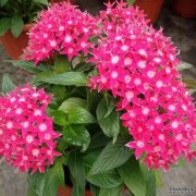 这10种花篱植物品种,你绝对见过~