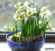 养上这5盆花,抗菌消炎,又能治疗发烧咳嗽