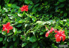 常见10种盆栽植物的养护方法