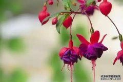 夏季休眠的花,水浇得越多挂得越快
