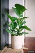 这9种植物,家里至少要养1盆!