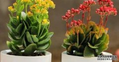 家养植物黄叶问题的10种解决办法！