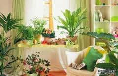 适合摆放在卧室的8种吸毒植物，你值得拥有！