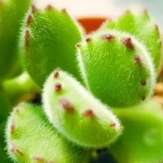 长着红指甲的多肉植物熊童子好看吗?