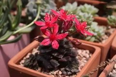 多肉开花,花开惊艳一座城
