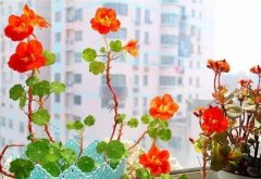 用花草把日子装扮得五彩缤纷