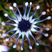 菊科蓝眼菊属植物，漂亮之意
