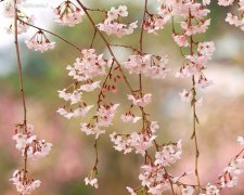 日本所有公园里，满目都是樱花