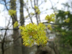 钟爱的芳香之树——Sassafras