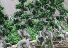 榕树盆景怎么养