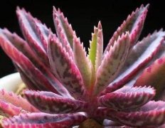 非洲菊的种植方法和注意事项
