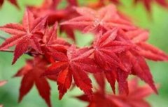 日本红枫的养殖方法