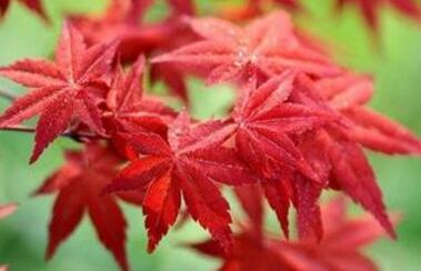 日本红枫的养殖方法和注意事项，对土壤的使用非常严格