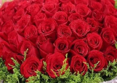 玫瑰花多少朵的含义 1朵玫瑰是情有独钟、你是唯一
